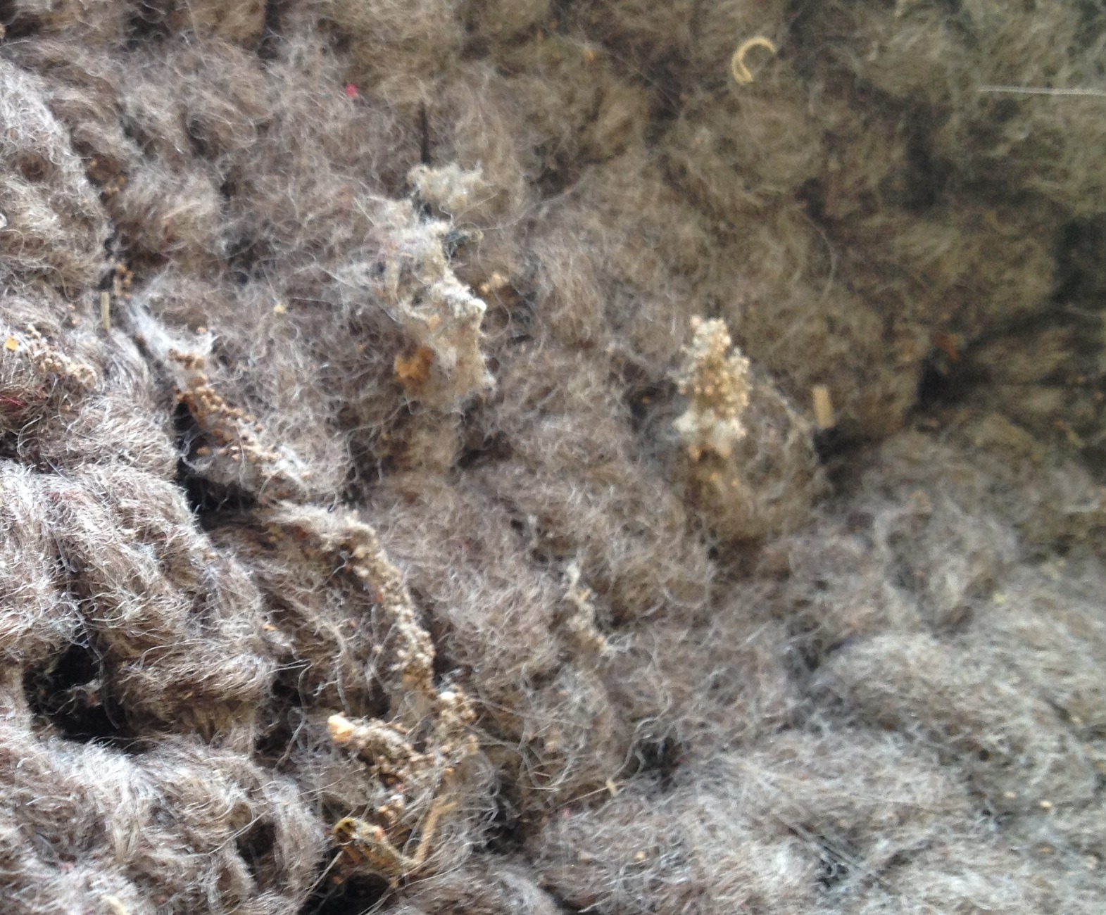 Wool Moths Slowyarn Slowyarn in Clothes Moth Larvae Removal