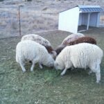 naturally colored sheep ready for shearing