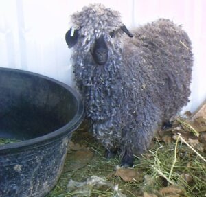 Angora with feed bin