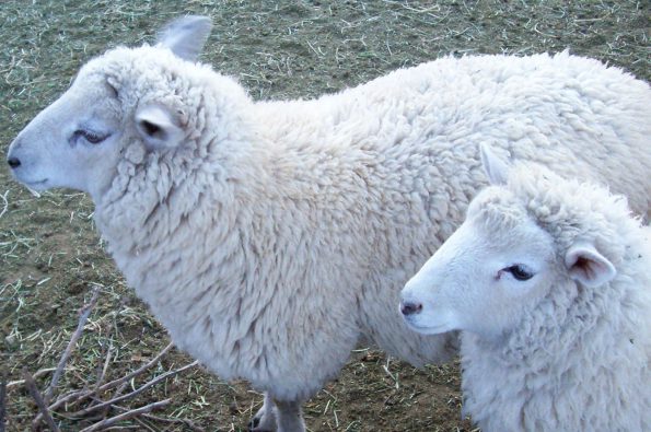 sheep Border Cheviot Corriedale crosses