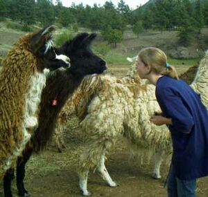 Girl meets Llamas