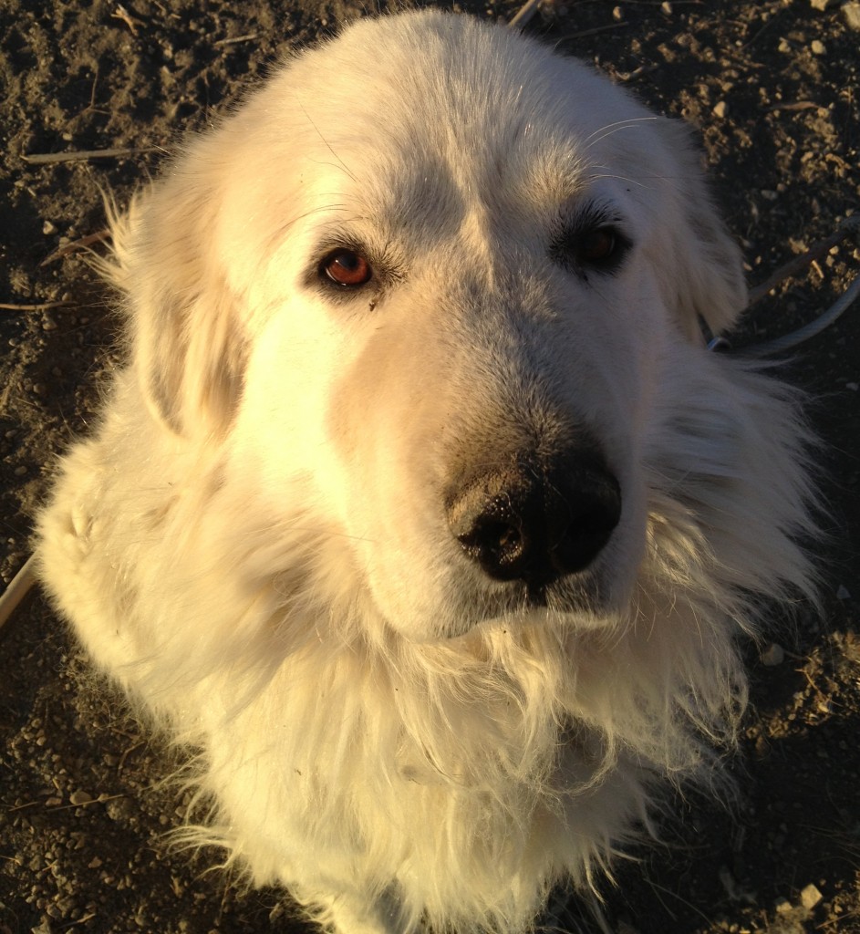 Great Pyrenees livestock guardian dog on slowyarn.com