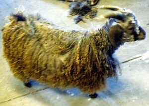 Halfway shorn colored angora