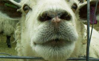 sheep nose over fence slowyarn.com blog