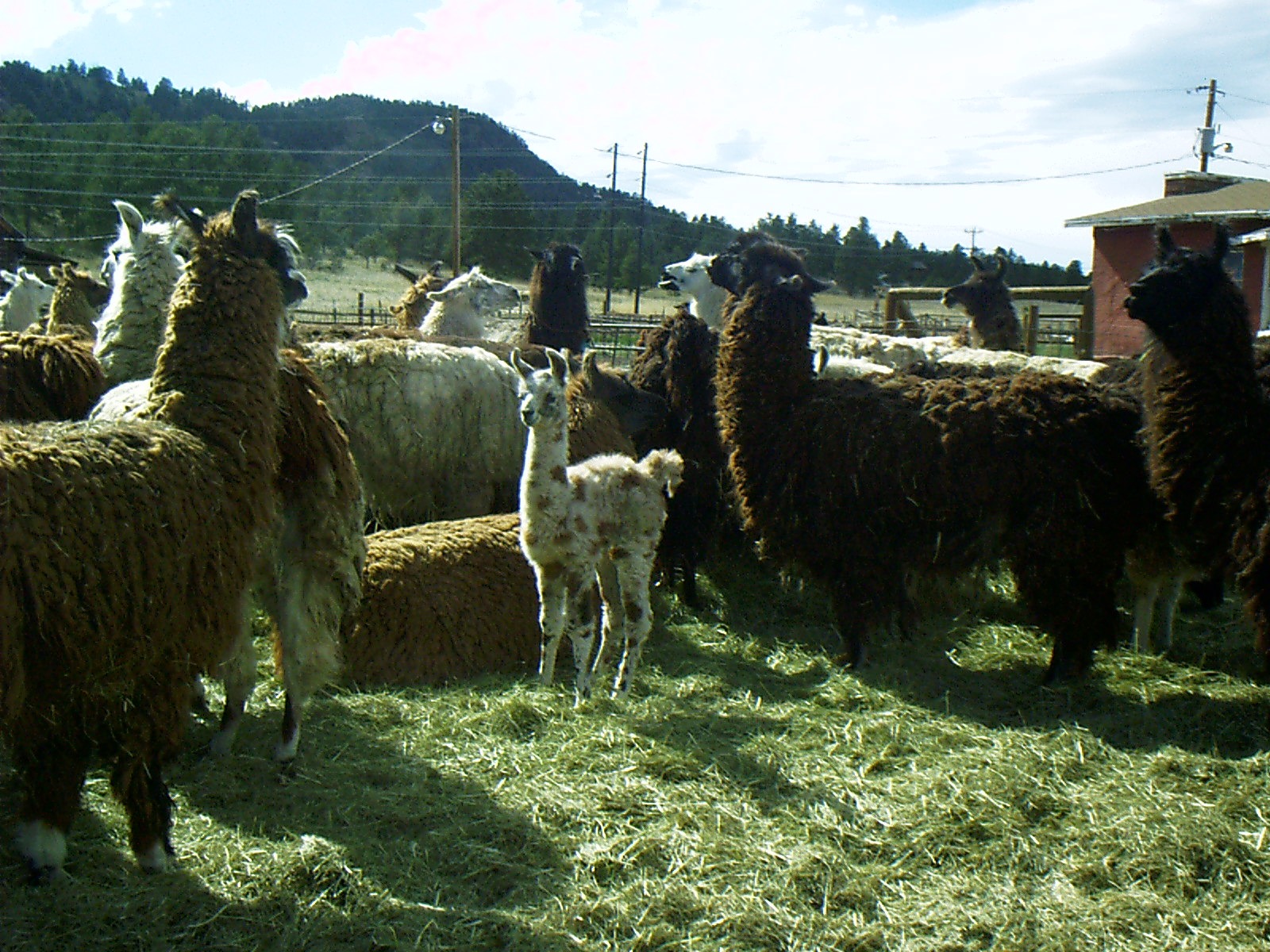 wool llamas in Colorado