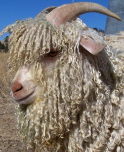 profile of angora goat