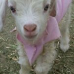 Angora goat kid wears her pink sweatshirt