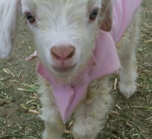 Angora goat kid wears her pink sweatshirt