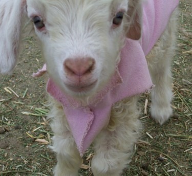 angora goat kids