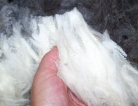 See the shine? This is gently washed fleece from a family flock, lanolin still intact.