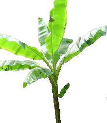 banana plant for fiber slowyarn.com