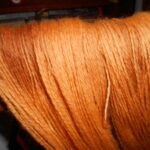 Bloodroot dyed yarn