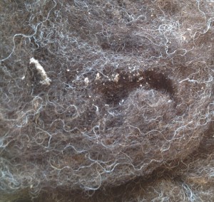 picture of wool moth casing with wool damage eggs and dust