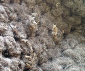 wool reduced to dust by wool moth damage