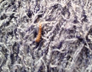 wool moth larvae closeup
