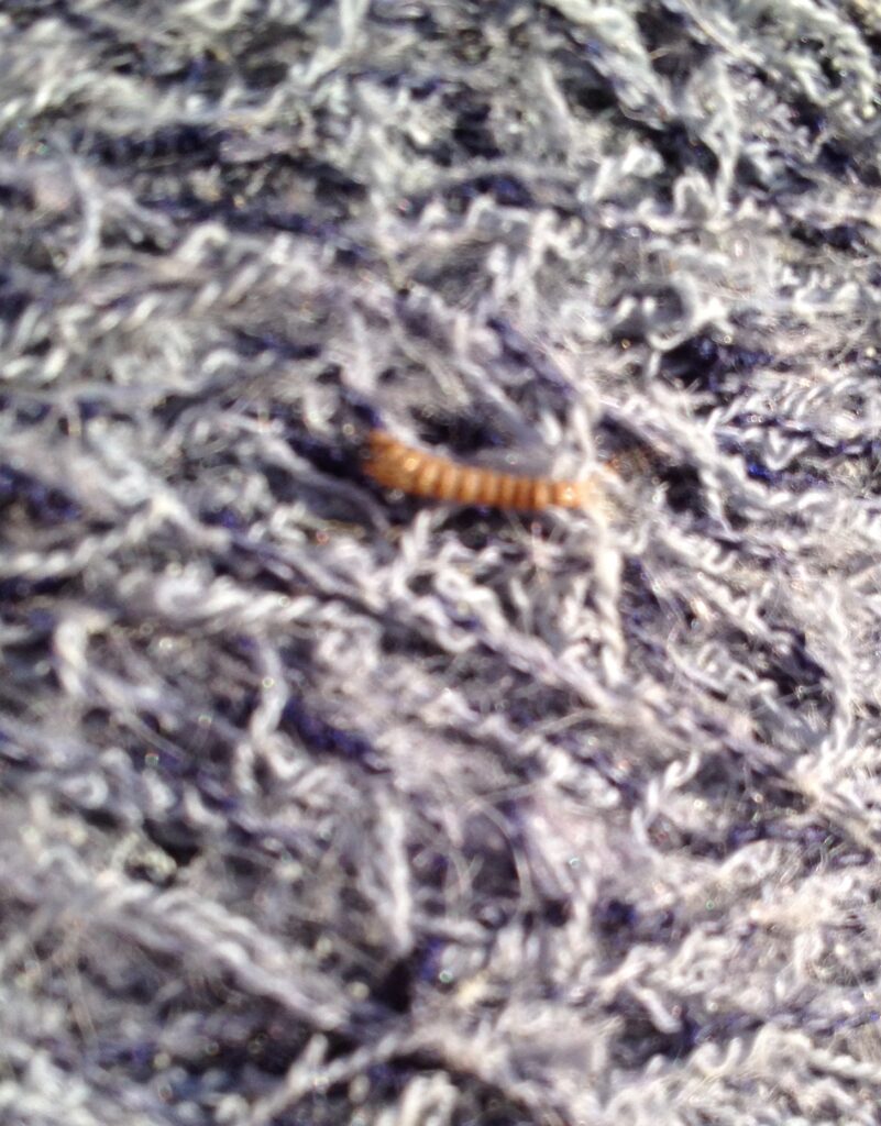 wool moth larvae little worms in wool