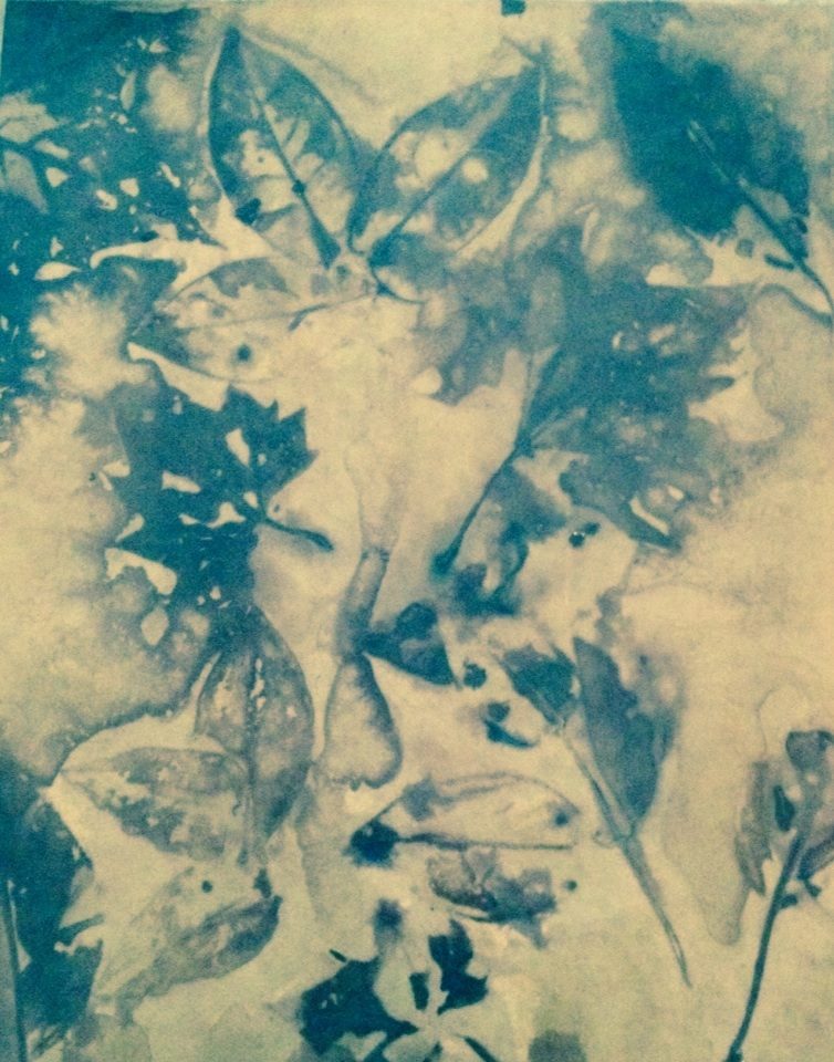 Life Images by Jill: Experimenting with wet cyanotype