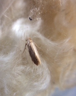 Eliminate Wool Moths: A 10-Step Solution--SlowYarn.com - SlowYarn.com