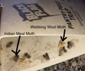 Black Flag Pantry Pest Trap also caught Webbing Wool Moths.