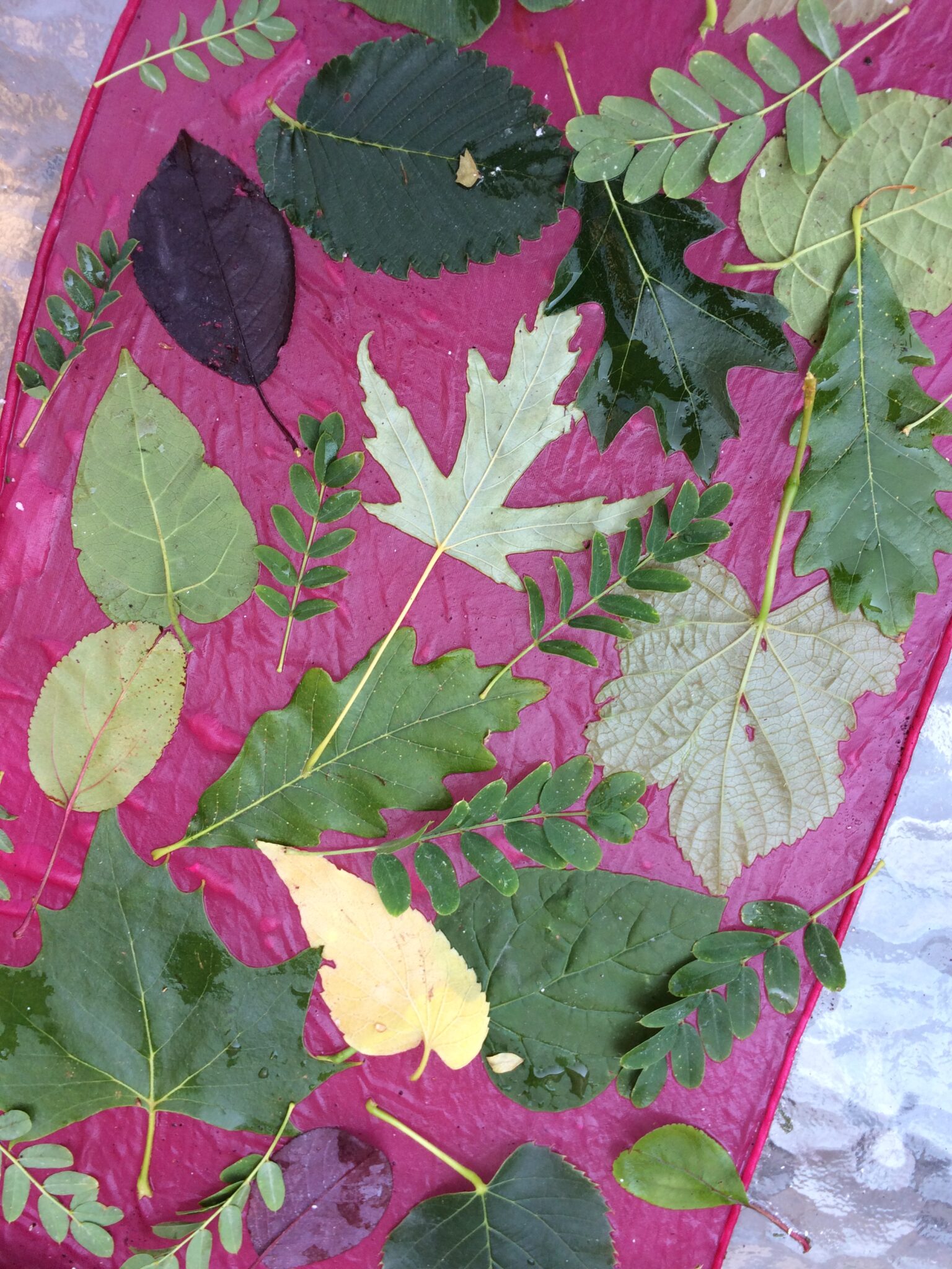 Leaf composition on cochineal dyed silk for eco printing