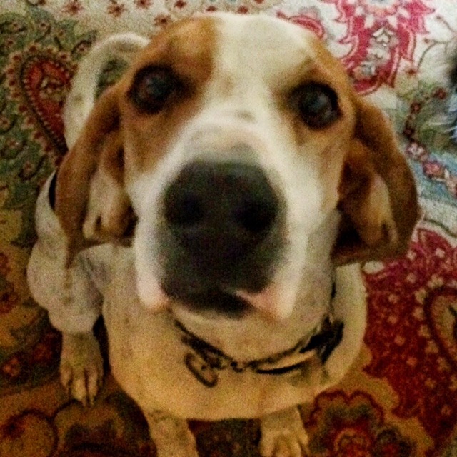 guilty looking coonhound