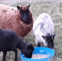 shetland sheep natural colored wool