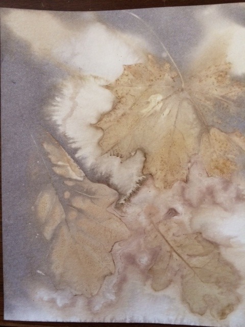 maple and oak leaves with logwood dye eco print on paper