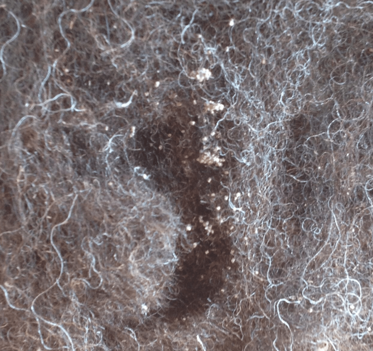 Eliminate Wool Moths: A 10-Step Solution | SlowYarn.com